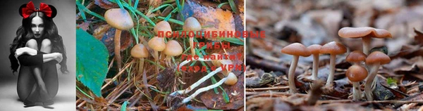 MDMA Белокуриха